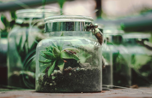 terrarium from small glass jars